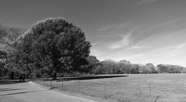 Central Park 'ta sonbahar mevsimi doğası. Sonbahar ağacı. Sonbahar ağacı. Sonbahar sezonunda doğa. Sonbaharda park et. Mevsimlik ağaç yaprakları. Doğal sonbahar manzarası. Doğanın sonbahar güzelliği. Kızıl yapraklar..