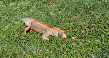 Tropikal ormanda iguana kertenkelesi. Vahşi iguana kertenkelesi. Egzotik iguana sürüngeni. Egzotik sürüngen hayvanı. Vahşi yaşam hayvanı. Doğadaki sürüngen hayvan. Vahşi yaşam hayvanat bahçesi ormanda. Tropikal iguana habitatı.