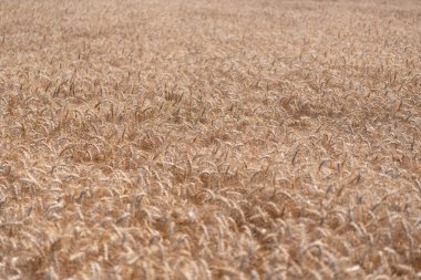 Arpa hasadı. Yazın hasat zamanı. Olgun buğday hasadıyla tarım tarlası. Kır çiftçiliği. Arpa taneciği ve dikenli diken. Buğday kulağı geçmişi. Olgun arpa tarlası. Geç hasat.