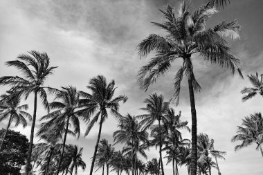 Palmiye ağacı. Miami, Florida 'da yaz tatili. Kaliforniya palmiyesi. Miami 'de tropik bir sahil. Palmiye ağacıyla tropik bir açık hava sahnesi. Tropik yaz tatili. Egzotik doğa.