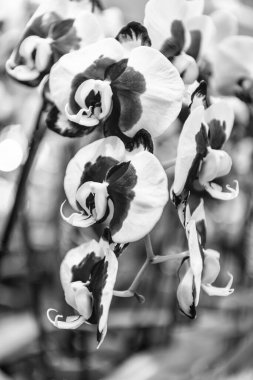 Çiçek açan doğa. Orkide çiçeğinin mor rengi. Çiçekli makro fotoğrafçılık. Flora ve doğa çok yakın. Mor orkide çiçeği. Çiçek doğası. Orkide çiçeği parlak renk. Çiçek yaprakları.