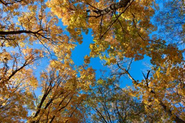 Sonbaharda doğa. Sonbahar havası açık havada. Sonbahar doğa ormanında yapraklar. Düşen yapraklar. Rüzgarlı yol. Sonbahar doğa ormanı. Turuncu ve sarı yapraklar. Sonbahar sezonu renkleri.