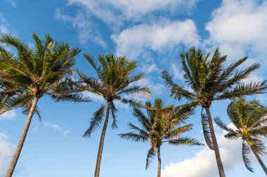 Egzotik doğa. Palmiye ağacı. Miami güney sahilinde yaz tatili. Kaliforniya palmiyesi. Miami 'de tropik bir sahil. Palmiye ağacıyla tropik bir açık hava sahnesi. Tropik yaz tatili. Gölgeli palmiye vahası.