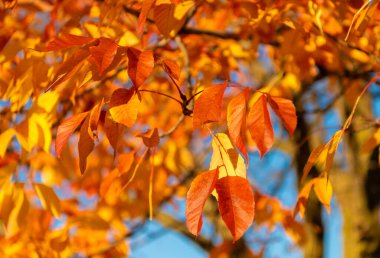Sonbahar doğa ormanı. Turuncu ve sarı yapraklar. Sonbahar sezonu renkleri. Sonbaharda doğa. Sonbahar havası açık havada. Sonbahar doğa ormanında yapraklar. Düşen yapraklar.