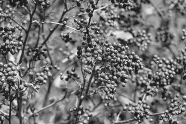 Kırmızı böğürtlen arkaplanlı rowan ağacı.