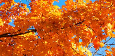 Ağaçtan düşen yapraklar. Sonbahar ağacı. Sonbahar sezonunda doğa. Sonbahar güneşli bir gün. Sonbahar bulanıklığı. Ağaçta mevsimlik yapraklar. Doğal sonbahar yaprakları. Doğanın sonbahar güzelliği. Sonbahar mevsimi doğası.