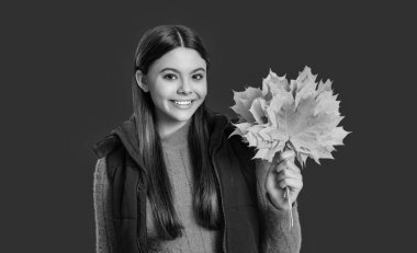 Kırmızı akçaağaç yaprağıyla eğlenen mutlu kız. Sonbahar doğası ellerimizde. Çocukluk mutluluğu. Sonbaharda moda tarzı. Sonbahar sezonu modası. Genç kız sonbahar yaprağını tutuyor. Bakır tonları.