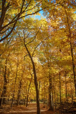 Sonbahar mevsimi doğası. Ağaçtan düşen yapraklar. Orman yürüyüşü. Sonbahar ağacı. Sonbahar sezonunda doğa. Sonbahar güneşli bir gün. Ağaçta mevsimlik yapraklar. Doğal sonbahar yaprakları. Doğanın sonbahar güzelliği.