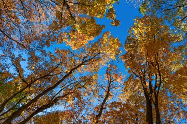 Sonbahar doğa ormanında yapraklar. Düşen yapraklar. Mevsimlik doğa. Sonbahar doğa ormanı. Turuncu ve sarı yapraklar. Sonbahar sezonu renkleri. Sonbaharda doğa. Sonbahar havası açık havada.