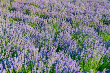 Çiçek açan yaz çiçekleri. Çiçek tarlası. Lavanta tarlası. Yazın lavanta çiçeği. France Provence sahasında. Mor lavanta doğada çiçek açar. Doğanın bileşimi. Çiçekli atmosfer.