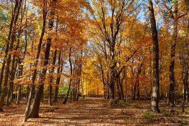Turuncu ve sarı yapraklar. Sonbahar sezonu renkleri. Sonbaharda doğa. Sonbahar havası açık havada. Sonbahar doğa ormanında yapraklar. Düşen yapraklar. Ilık hava. Sonbahar doğa ormanı.