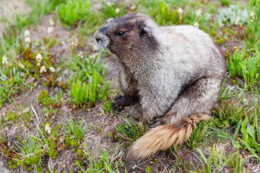 Vahşi bir hayvan. Hayvanat bahçesindeki köstebek. Kemirgen hayvan dağ sıçanı. Kemirgen dağ sıçanı hayvanı. Marmot capybara. Dağ sıçanı vahşi en büyük kemirgen. Dağ kemirgeni. Güney Amerika kapibarası. Dost canlısı Capybara.