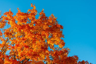 Sonbahar mevsimi doğası. Ağaçtan düşen yapraklar. Hışırdayan yapraklar. Sonbahar ağacı. Sonbahar sezonunda doğa. Sonbahar güneşli bir gün. Ağaçta mevsimlik yapraklar. Doğal sonbahar yaprakları. Doğanın sonbahar güzelliği.