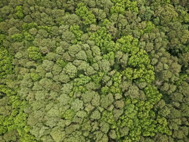 Hava manzaralı orman ağacı. Yağmur ormanlarının ekosistemi ve sağlıklı bir çevre. Yeşil ağaç ormanının arka planı. Ormanda yaz yeşili ağacı. Tropik yeşil ormanın doğal manzarası. Yağmur Ormanları Seferi.