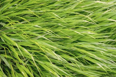 Yeşil çimenler. Yeşil çimenli doğa. Çimenli çimenli yaz çayırı. Yeşil doğa geçmişi. Otlak arazisi çayırı. Çimen arka planı. doğa ortamı.