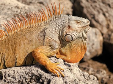 Vahşi yaşam hayvanı. Vahşi iguana kertenkelesi. Taşta iguana kertenkelesi var. Egzotik iguana sürüngeni. Egzotik sürüngen hayvanı. Pullu cilt.