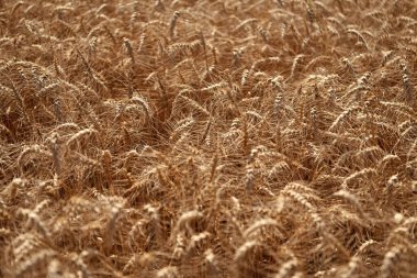 Altın çivi. Buğday tarlası. Altın buğday tarlası. Altın buğday arka planda kulaklar. Tarımsal tarla manzarası, buğday manzarası, güzel bir yaz manzarası. Ekin tarlası. Tahıl hasadı. Ürün üretimi.