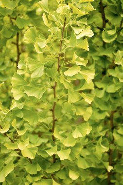 Yeşil yapraklar, ginkgo biloba bitkisinin doğal arka planıdır..