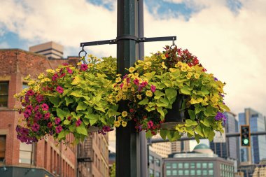 Çiçek açan ve çiçek açan petunya çiçekleri sokak süsü olarak dışarıda asılı duruyor..