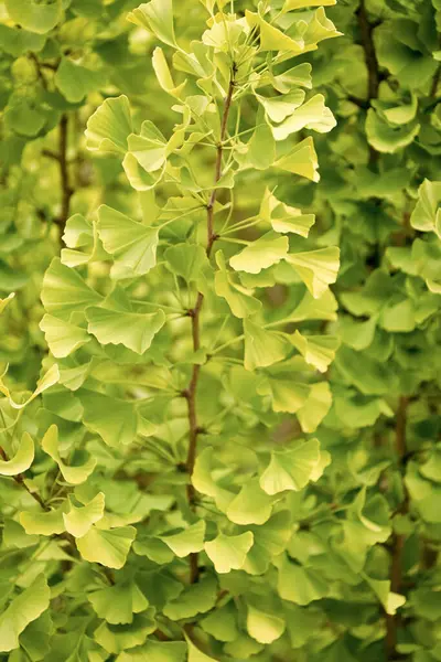 Yeşil yapraklar, ginkgo biloba bitkisinin doğal arka planıdır..