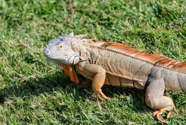 Vahşi yaşam hayvanat bahçesi ormanda. Çimlerin üzerinde iguana kertenkelesi. Amerikan iguana otçul kertenkelesi. Egzotik iguana sürüngeni. Egzotik sürüngen hayvanı. Vahşi yaşam hayvanı. Doğadaki sürüngen hayvan. Güneşlenen iguana.
