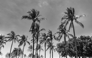 Palmiye ağacıyla tropik bir açık hava sahnesi. Tropik yaz tatili. Egzotik doğa. Palmiye ağacı. Miami, Florida 'da yaz tatili. Kaliforniya palmiyesi. Miami 'de tropik bir sahil. Uzun avuçlar.