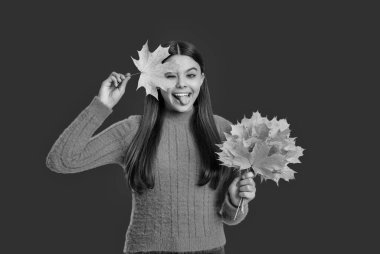 Sonbahar sezonu. Sonbahar yaprakları ve kırmızıda izole edilmiş mutlu genç kız. Genç kız sonbahar akçaağaç yaprağını tutuyor. Düşen yapraklar. Sonbahar tarzı akçaağaç yapraklı bir kız. Sonbahar tarzı.