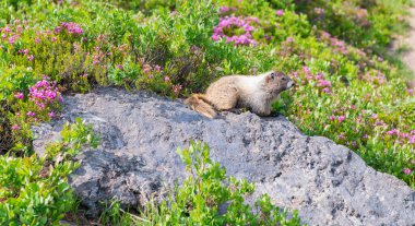 Dağ sıçanı vahşi dağ sıçanı. Dağ kemirgeni. Capybara açık havada. Hayvanat bahçesindeki vahşi hayvan. Neşeli dağ sıçanı. Parktaki dağ sıçanı. Kemirgen hayvan dağ sıçanı. Kemirgen dağ sıçanı hayvanı. Vahşi yaşam doğası. Marmot capybara.