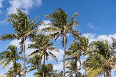 Palmiye ağacı. Miami, Florida 'da yaz tatili. Kaliforniya palmiyesi. Miami 'de tropik bir sahil. Palmiye ağacıyla tropik bir açık hava sahnesi. Tropik yaz tatili. Egzotik doğa.