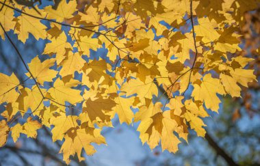 Ağaçtan düşen yapraklar. Sonbahar ağacı. Sonbahar sezonunda doğa. Sonbahar güneşli bir gün. Sonbahar bulanıklığı. Ağaçta mevsimlik yapraklar. Doğal sonbahar yaprakları. Doğanın sonbahar güzelliği. Sonbahar mevsimi doğası.