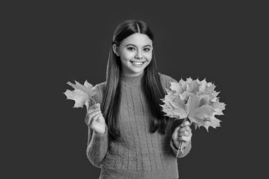 Sonbahar tarzı akçaağaç yapraklı bir kız. Sonbahar modası. Sonbahar sezonu. Sonbahar yaprakları ve kırmızıda izole edilmiş mutlu genç kız. Genç kız sonbahar akçaağaç yaprağını tutuyor. Düşen yapraklar. Yaprak koleksiyonu.