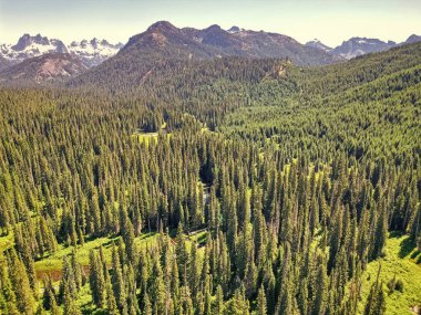 Ormanın havadan görünüşü. İlkbaharda yeşil orman manzarası. Dağdaki doğa manzarası. Yeşil ormanın manzarası. Yaz dağı ormanı. Ormanın manzaralı manzarası.