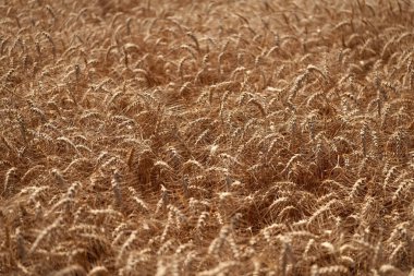 Çavdar mahsulü. Buğday hasadı. Tahıl tarımı ile tarlada tarım. Organik gıda ekimi. Çavdarlı yaz tarlası. Olgun çavdar tarlasında hasat edilmeyi bekliyor. Çavdar ekimi.