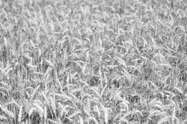 Ekin tarlasında hasat. Olgun arpa tarımı. Tarlada hasat edin. Ekin hasadı. Sonbaharda mısır hasadı. Hasat zamanı tarım buğday tarlası. Kırsal mahsul.