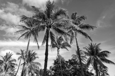 Egzotik doğa. Palmiye ağacı. Miami güney sahilinde yaz tatili. Kaliforniya palmiyesi. Miami 'de tropik bir sahil. Palmiye ağacıyla tropik bir açık hava sahnesi. Tropik yaz tatili. Doğal cennet.