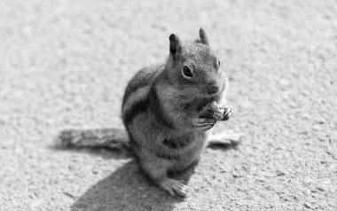 Sincap yerde yemek yiyor. Kemirgen hayvan faunası. Kemirgen hayvan ailesi. Vahşi yaşam doğası. Yer sincabı. Vahşi sincap doğada. Sincap ya da sincap. Vahşi bir hayvan. Hayvanları beslemek.