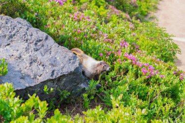 Capybara açık havada. Hayvanat bahçesindeki vahşi hayvan. Parktaki dağ sıçanı. Kemirgen hayvan dağ sıçanı. Kemirgen dağ sıçanı hayvanı. Vahşi yaşam doğası. Marmot capybara. Dağ sıçanı vahşi dağ sıçanı. Dağ kemirgeni. Dağlık arazi..