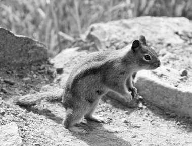 Vahşi sincap doğada. Sincap ya da sincap. Vahşi bir hayvan. Sincap yerde yatıyor. Kemirgen hayvan faunası. Kemirgen hayvan ailesi. Vahşi yaşam doğası. Yer sincabı..