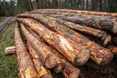 Tarım ve ormancılık. Çam ağacı gövdesi. Kereste deposu. Ahşap kereste malzemesi. Ağaç örtüsü kaybı. Ahşap. Çevresel sorunlar. Kereste kesiyorum. Ağaç kesme.