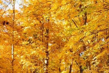 Turuncu ve sarı yapraklar. Sonbahar sezonu renkleri. Sonbaharda doğa. Sonbahar havası açık havada. Sonbahar doğa ormanında yapraklar. Düşen yapraklar. Ilık hava. Sonbahar doğa ormanı.