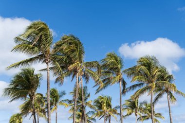 Rüzgarlı havada palmiye ağacı. Florida 'nın güney sahilinde kasırga. Kasırgada palmiye ağacı. Miami 'de tropik bir sahil. Palmiye ağacıyla tropik rüzgarlı hava. Güçlü rüzgar. Egzotik doğa.