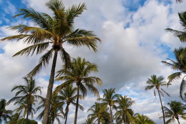 Miami 'de tropik bir sahil. Palmiye ağacıyla tropik bir açık hava sahnesi. Tropik yaz tatili. Egzotik doğa. Palmiye ağacı. Miami güney sahilinde yaz tatili. Kaliforniya palmiyesi. Palmiye yaprakları hışırdıyor.