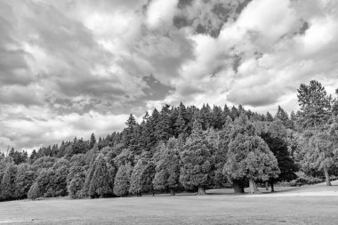 Yazın yeşil orman manzarası. Karışık ormanın doğası. Parktaki çayır manzarası. Yaz parkı doğası. Ormanın manzaralı manzarası. Halk parkı. Ormanın doğası. Idyllic görünüm.