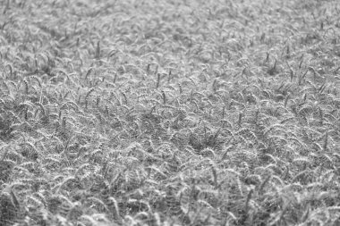 Çiftçilik. Ekin tarlası. Tohum olgunlaşmış doğa arka planı. Altın mahsul ve buğday kulağı. Yazın çavdar tarlası olan tarım arazisi. Tarım buğday tarlası. Bir tarım çiftliğinde tarla. Erken hasat.