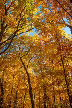 Sonbahar yaprakları renk değiştirir. Doğal sonbahar havası. Mevsimlik orman. Doğal düşen yapraklar. Ağaçta sonbahar yaprakları. Sonbahar mevsimi doğası. Parlak renk düşüyor. Parkta yürü. Sonbahar mevsimi.