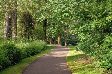 Ormandaki ya da yeşil yemyeşil verimli doğa manzaralı parktaki turistik patika.