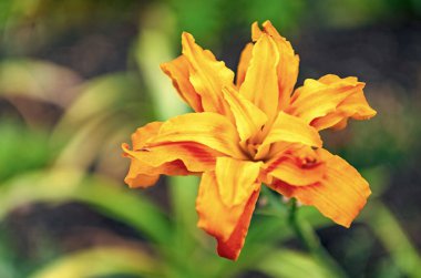 Turuncu gün çiçekleri güneş altında büyüyor. Doğadaki güpegündüz çiçek. Yaz doğası. Çiçek açan zambakların canlı cilt yüzdeleri. Gündüz çiçekleri. Çiçekli zambak. Uzayı kopyala Gündüz çiçekleri.