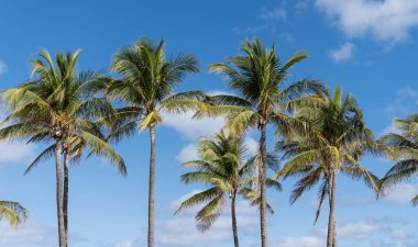 Palmiye ağacı. Florida 'da yaz tatili. Kaliforniya palmiyesi. Miami 'de tropik bir sahil. Palmiye ağacıyla tropik bir açık hava sahnesi. Tropik yaz tatili. Egzotik doğa. Yemyeşil palmiye yaprakları.