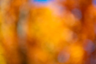 Odaklanmamış sonbahar rengi. Görüntü arkaplanı. Parlak sonbahar geçmişi ve kimsesi yok. Odaklanmamış bulanıklık sonbahar rengi. Sonbahar sezonu. Bulanık Eylül. Bulanık sonbahar arkaplanı.