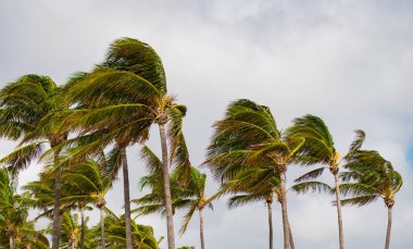 Miami 'de tropik bir sahil. Palmiye ağacıyla tropik rüzgarlı hava. Güçlü rüzgar. Egzotik doğa. Rüzgarlı havada palmiye ağacı. Florida Kasırgası. Kasırgada palmiye ağacı. Palmiye yaprakları hışırdıyor.